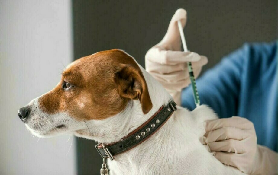 Zdjęcie do Harmonogram szczepienia ps&oacute;w