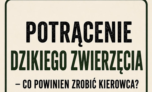 Zdjęcie do Potrącenie dzikiego zwierzęcia - co powinien zrobić kierowca?